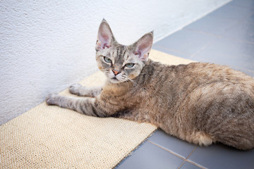 Beautiful devon rex cat laying on a scratching board