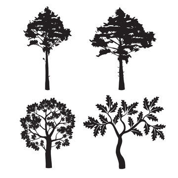 Black Forest Trees. Vector Illustration.
