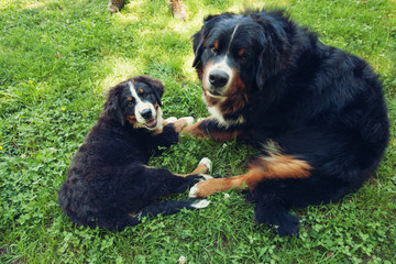 Bernese Mountain Dog in the summer meadow