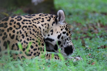 Guyane - Zoo - Août 2015