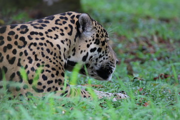 Guyane - Zoo - Août 2015