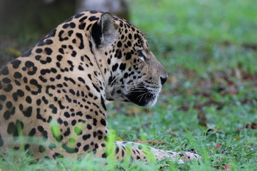 Guyane - Zoo - Août 2015