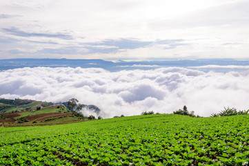 Fototapeta premium Cabbage Field in the mist