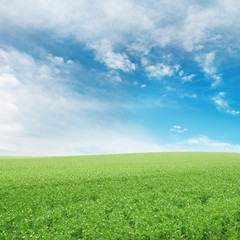 Obraz na płótnie Canvas Pea field and blue sky