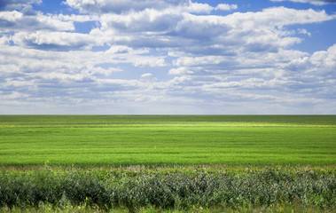 Fototapeta premium field on a background of the blue sky