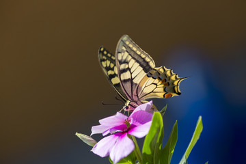 Farfalla colorata appoggiata su un fiore viola