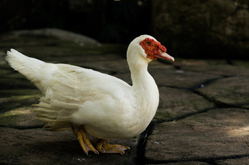 Cairina moschata duck at farm