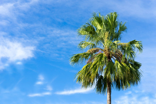 Coconut ,Plam tree