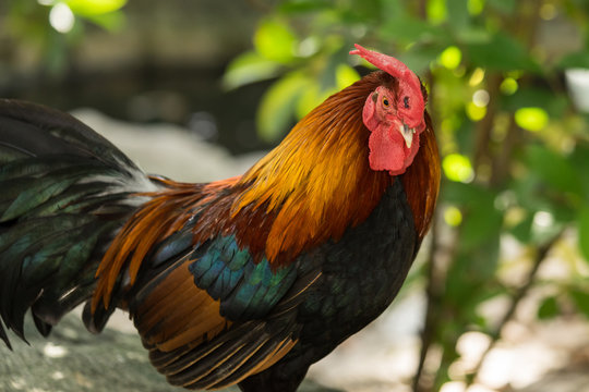 chicken rooster park