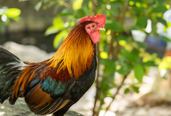 chicken rooster park