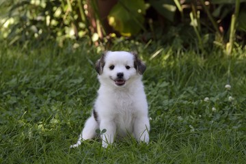 Cucciolo meticcio di Maremmano