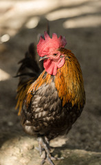 chicken rooster park