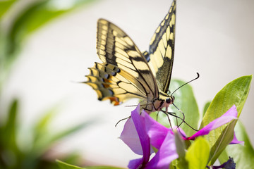 Farfalla con ali colorate su fiorellino viola e sfondo chiaro sfocato