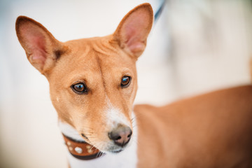 Close Up Basenji Kongo Terrier Dog
