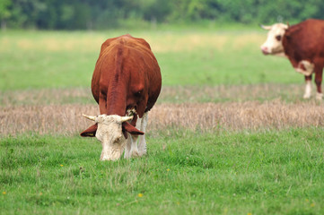 Cow grazing in a field