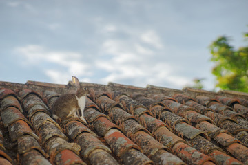 Rabbit on Roof