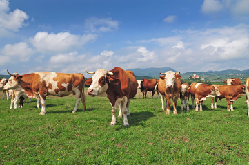 Fototapeta na wymiar Cow herd in a field