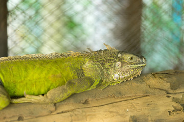 iguana,lizrad at zoo