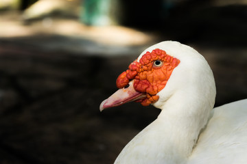 Cairina moschata duck at farm