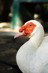 Cairina moschata duck at farm