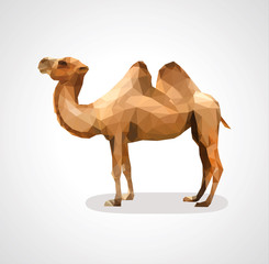 Camel low polygon polygon on a white background