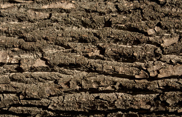 Tree bark texture. Natural background.