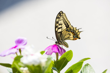 Farfalla colorata su fiore viola e sfondo chiaro