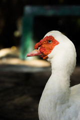 Cairina moschata duck at farm