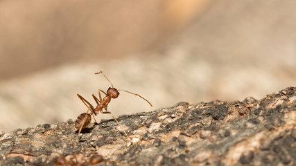 Red ant.