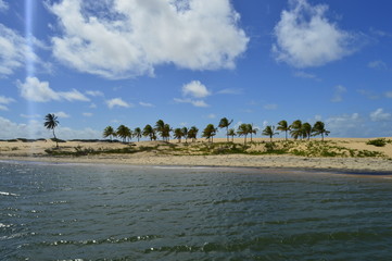 Coqueiros nas dunas do rio S&atilde;o Francisco