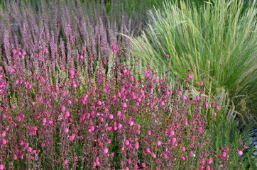 Glockenheide blüht im Heidegarten