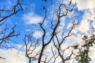 Dry tree on cloudy and blue sky