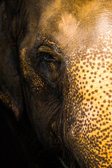 face Thai elephant