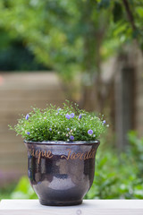 Fresh lobelia flower in pot on green blurry background