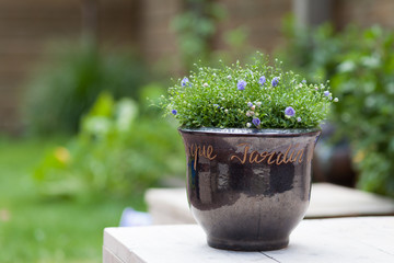 Light lilac lobelia flower in a pot in a garden