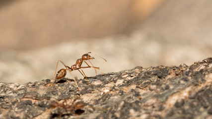Red ant.