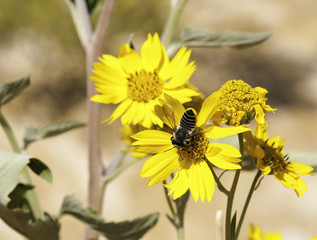 A Bee Gathers Pollen on a Wild Daisy