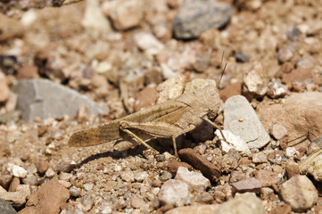 Carolina Grasshopper in Camouflage (Dissosteira carolina)