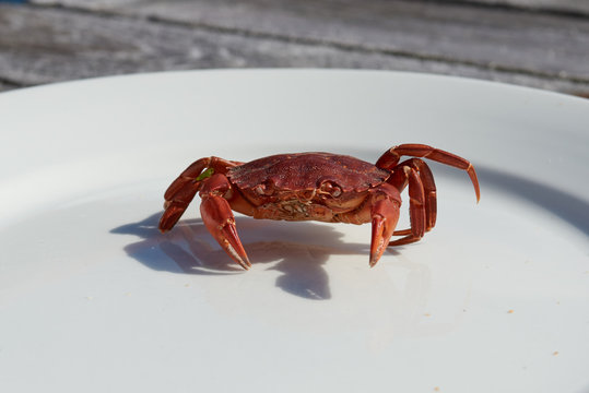 Dead crab on a plate