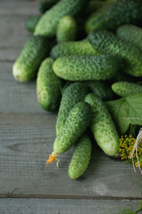 fresh crop of cucumbers