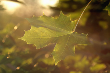 Fototapeta na wymiar maple leaves at sunset