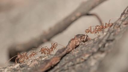Red ants.
