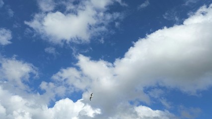Himmel mit Möwe
