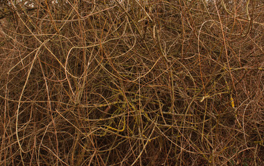 Bush texture. Natural background.