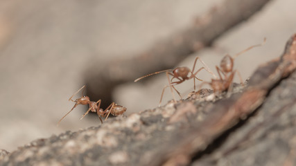 Red ants.