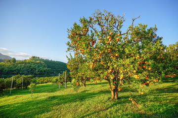 orange orchards