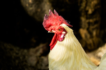 chicken rooster park