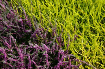 Heidegarten blüht bunt