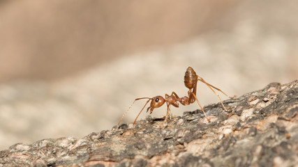 Red ant.