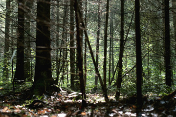 thicket windbreak forest